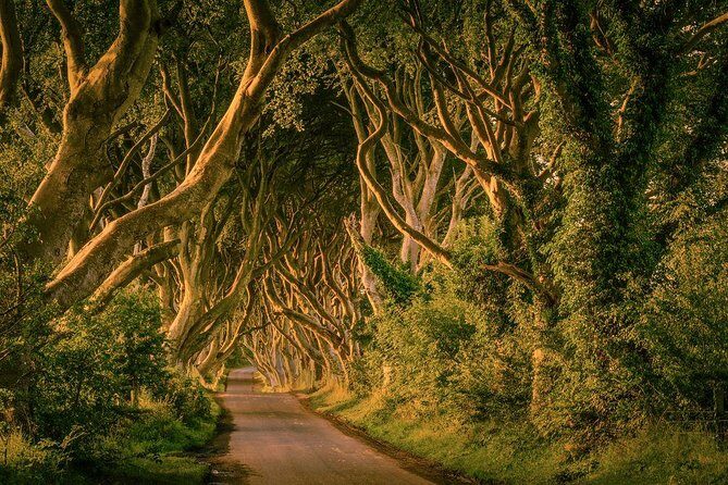 From Belfast-Giants Causeway, Dunluce Castle and Dark Hedges tour - Dark Hedges: Game of Thrones photos in a 10–15 minute burst
