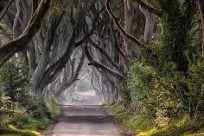 Giants Causeway Tour From Belfast including Game of thrones sites - Stop 1: Dark Hedges and the Gracehill Door Story