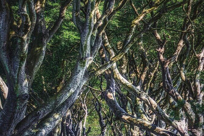 Private Coast Tour in Belfast - Why this Belfast coast loop works as a single long day