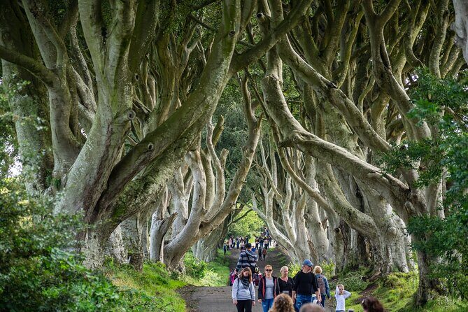 Private Giants Causeway Tour From Belfast - A Private Day Trip Built for Pace, Not Rushing