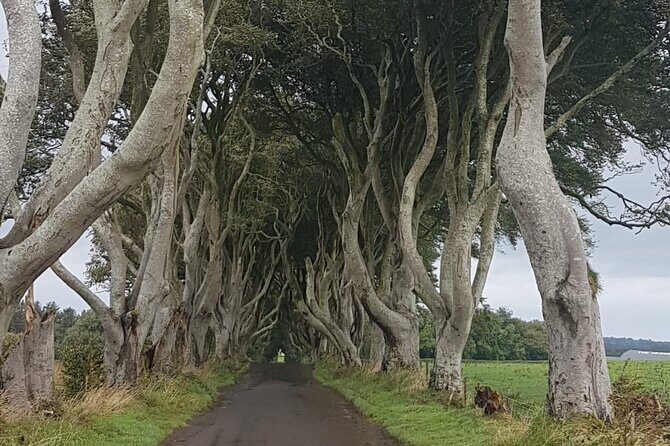 Private tour of the Antrim coast , Giants Causeway and Game of Throne locations - Giants Causeway: World Heritage Geology and the Finn McCool Setup