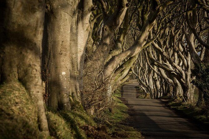 Titanic Experience and Giant's Causeway tour from Belfast - Dark Hedges: a 20-minute Game of Thrones photo lane